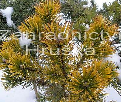 Borovice - Pinus mugo 'Wintergold'..