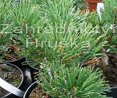 Borovice - Pinus mugo 'Karstens'