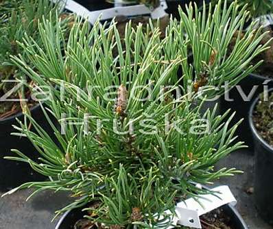 Borovice - Pinus mugo 'Karstens'