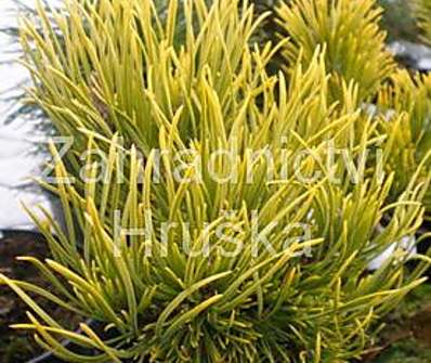 Borovice - Pinus mugo 'Karstens'