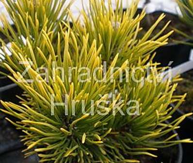 Borovice - Pinus mugo 'Karstens'