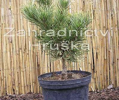 Borovice - Pinus mugo 'Karstens'.