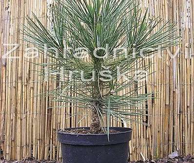 Borovice - Pinus nigra 'Nana Wurstle'..