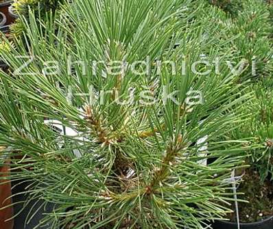 Borovice - Pinus nigra 'Nana Wurstle'..