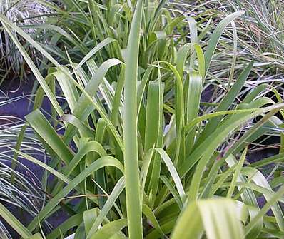 bika - Luzula sylvatica