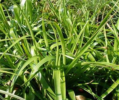 bika - Luzula sylvatica