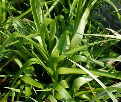 bika - Luzula sylvatica