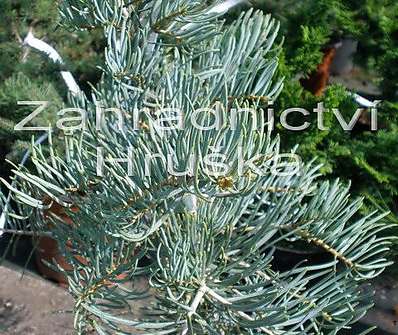 jedle - Abies concolor 'Archers Dwarf'.