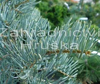 jedle - Abies concolor 'Archers Dwarf'.