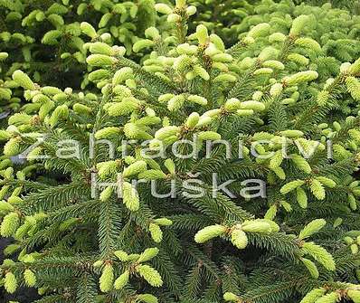smrk - Picea abies 'Compacta'
