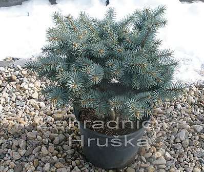 smrk - Picea pungens 'Sain Marys Broom'..