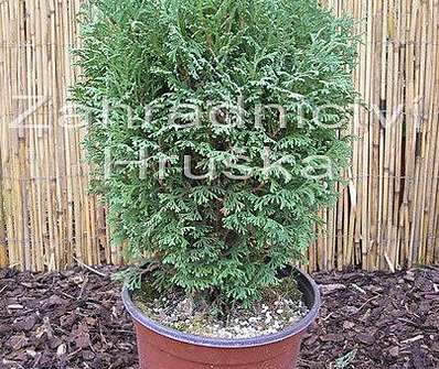 zerav - Thuja occ. 'Tiny Tim'