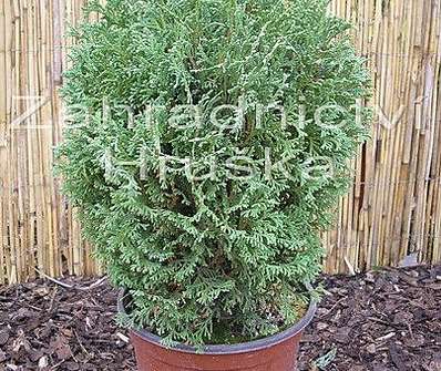 zerav - Thuja occ. 'Tiny Tim'