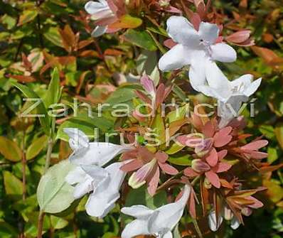 abélie - Abelia grandiflora 'Kaleidoscope'®
