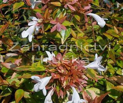 abélie - Abelia grandiflora 'Kaleidoscope'®