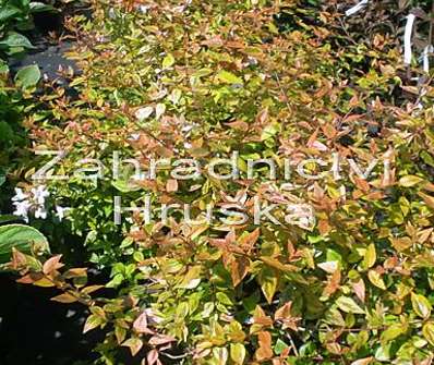 abélie - Abelia grandiflora 'Kaleidoscope'®