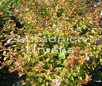 abélie - Abelia grandiflora 'Kaleidoscope'®