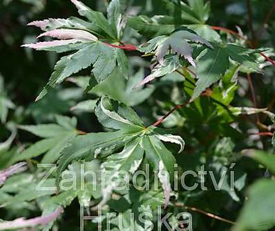 javor - Acer palmatum 'Asahi - Zuru'