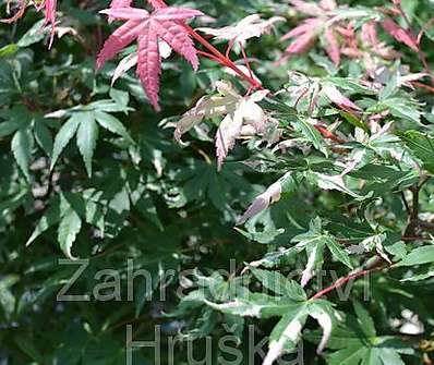 javor - Acer palmatum 'Asahi - Zuru'