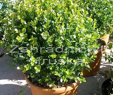 zimostráz - Buxus microphylla 'Faulkner'