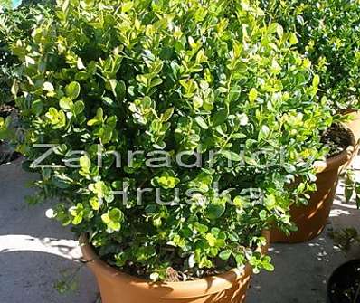 zimostráz - Buxus microphylla 'Faulkner'