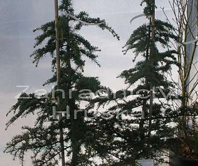 cedr - Cedrus libani brevifolia