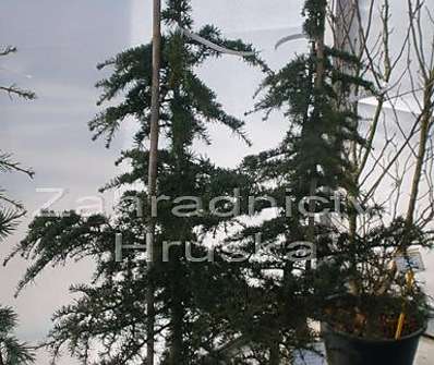 cedr - Cedrus libani brevifolia