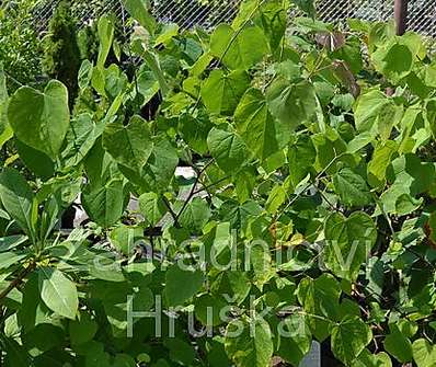 zmarlika - Cercis canadensis