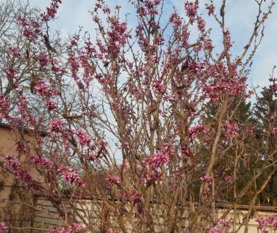 zmarlika - Cercis canadensis