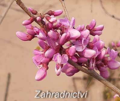 zmarlika - Cercis canadensis