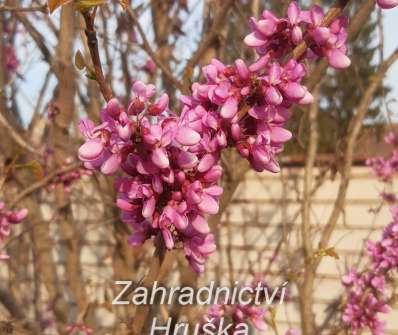 zmarlika - Cercis canadensis