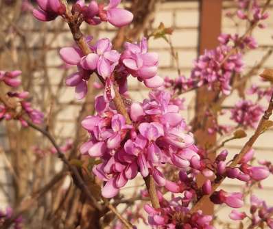 zmarlika - Cercis canadensis