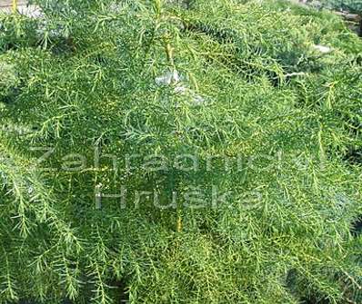Cryptomeria japonica 'Elegans Viridis'