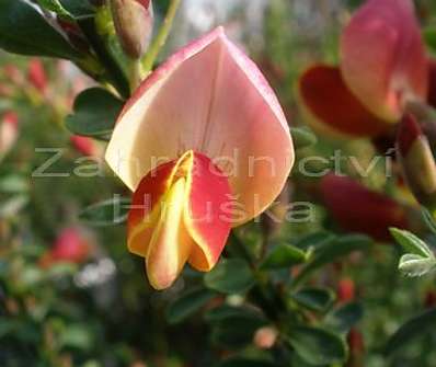 čilimník - Cytisus scoparius 'Goldfinch'.