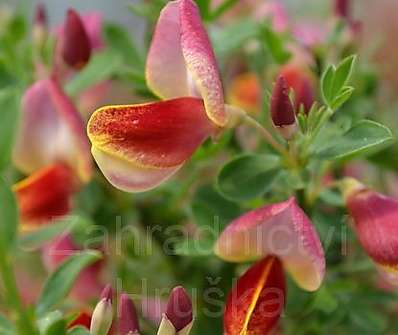 čilimník - Cytisus scoparius 'Goldfinch'.