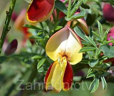 čilimník - Cytisus scoparius 'Goldfinch'.