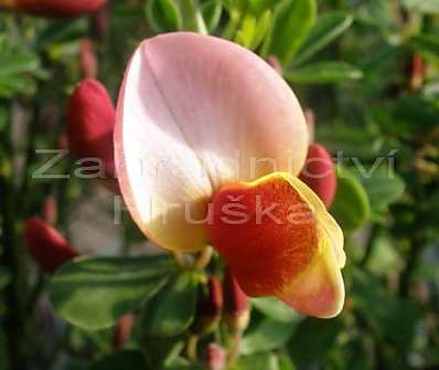 čilimník - Cytisus 'Maria Burkwood'
