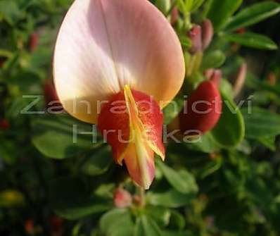 čilimník - Cytisus 'Maria Burkwood'