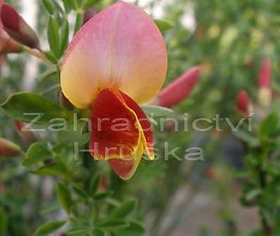 čilimník - Cytisus 'Maria Burkwood'