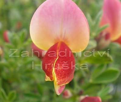 čilimník - Cytisus 'Maria Burkwood'
