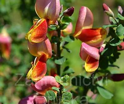 čilimník - Cytisus 'Maria Burkwood'