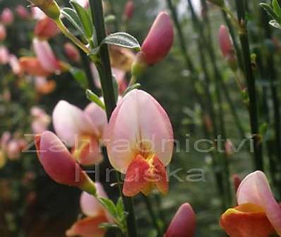 čilimník - Cytisus praecox 'Hollandia'