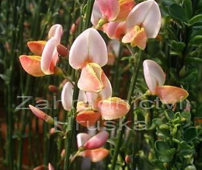 čilimník - Cytisus praecox 'Hollandia'