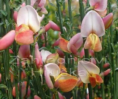 čilimník - Cytisus praecox 'Hollandia'