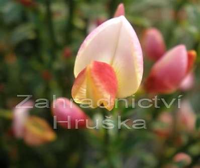 čilimník - Cytisus praecox 'Hollandia'