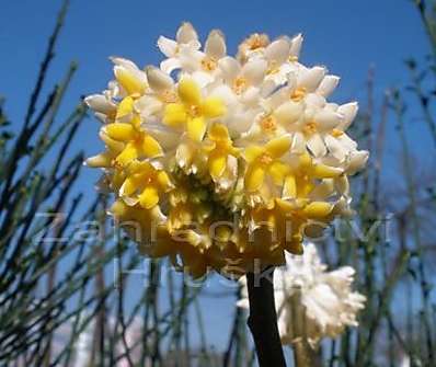 Edgeworthia chrysantha