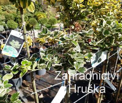 brslen - Euonymus fortunei 'Silver Queen'