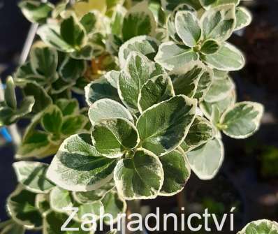 brslen - Euonymus fortunei 'Silver Queen'