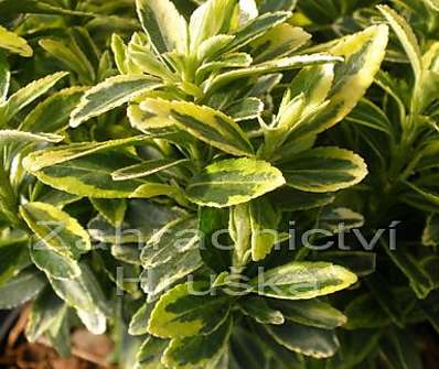 brslen - Euonymus jap. 'Aureovariegata'