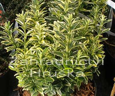 brslen - Euonymus jap. 'Aureovariegata'